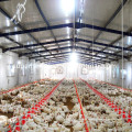 Automatic Chicken Farming Equipment for Broiler Production